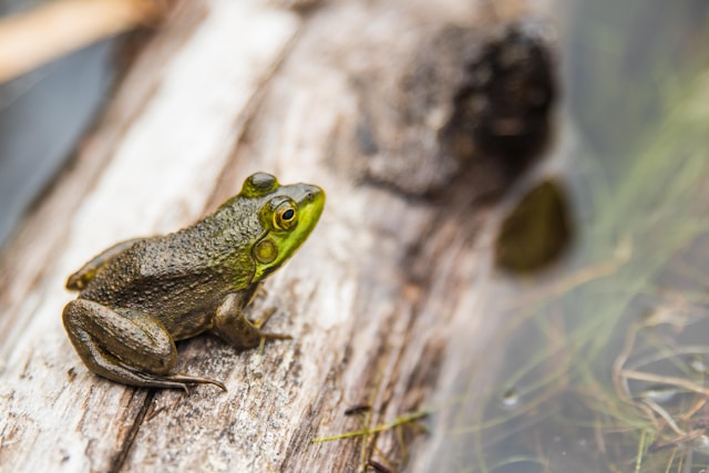 Amphibian