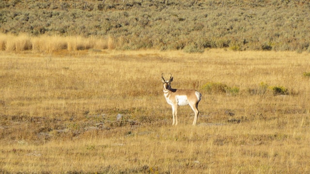 Natural Gas Development Is Heavily Displacing Antelope