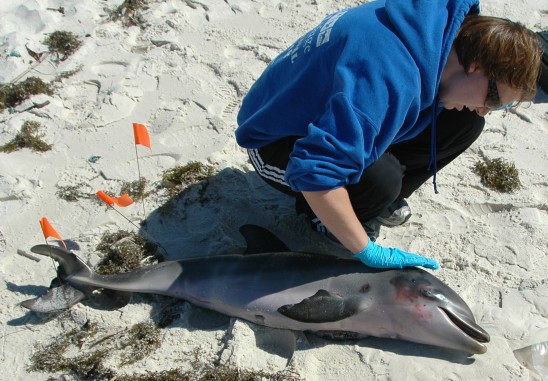 Study finds that BP oil spill is killing dolphins at six times normal rate