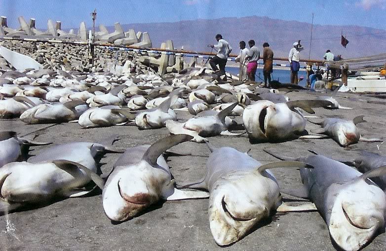 Up to 100 million sharks killed each year; some species suffering 90-99% decline