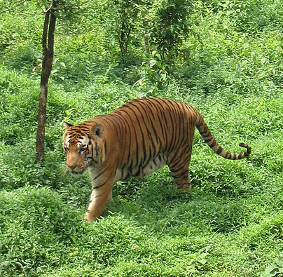 Coal mining in India posing dire threat to Bengal tiger
