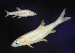 Extinction Rate For N American Fish 877 Times Normal