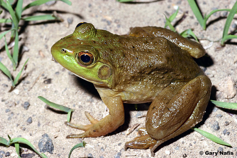 New research shows common pesticides can kill frogs within an hour