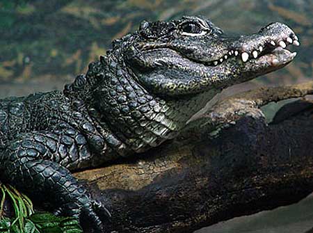 Study finds 19% of reptile species in danger of extinction