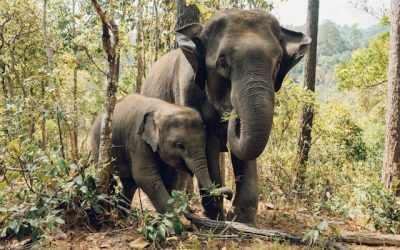 Biofuel Company Charged With Bulldozing Asian Elephant Habitat