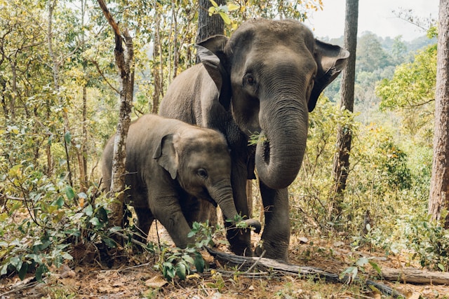 Biofuel Company Charged With Bulldozing Asian Elephant Habitat