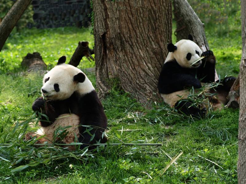 China allows landowners to sell 15% of giant panda habitat to corporations