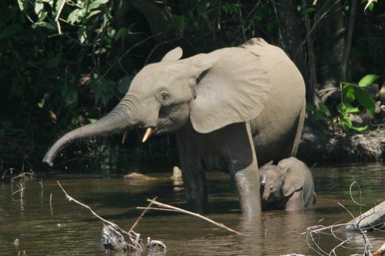 Ivory cartels have killed 62% of all forest elephants in Africa in 10 years