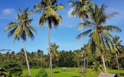 Resistance Forces In Philippines Storm Mining Company