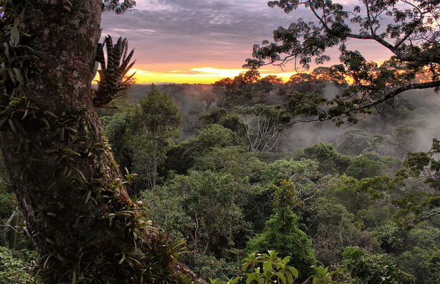Ecuador allows oil drilling in UNESCO reserve in Amazon, home to indigenous avoiding contact