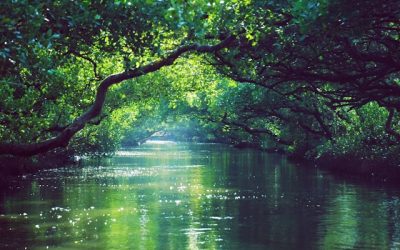 “Carbon Sinks” Insufficient In Absorbing CO2 Emissions