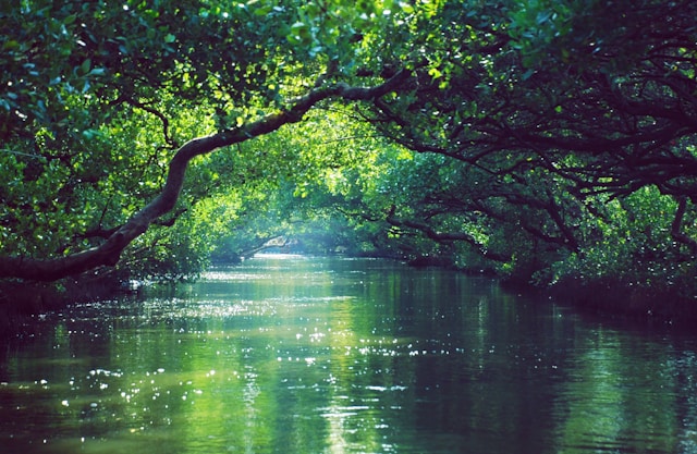 “Carbon Sinks” Insufficient In Absorbing CO2 Emissions