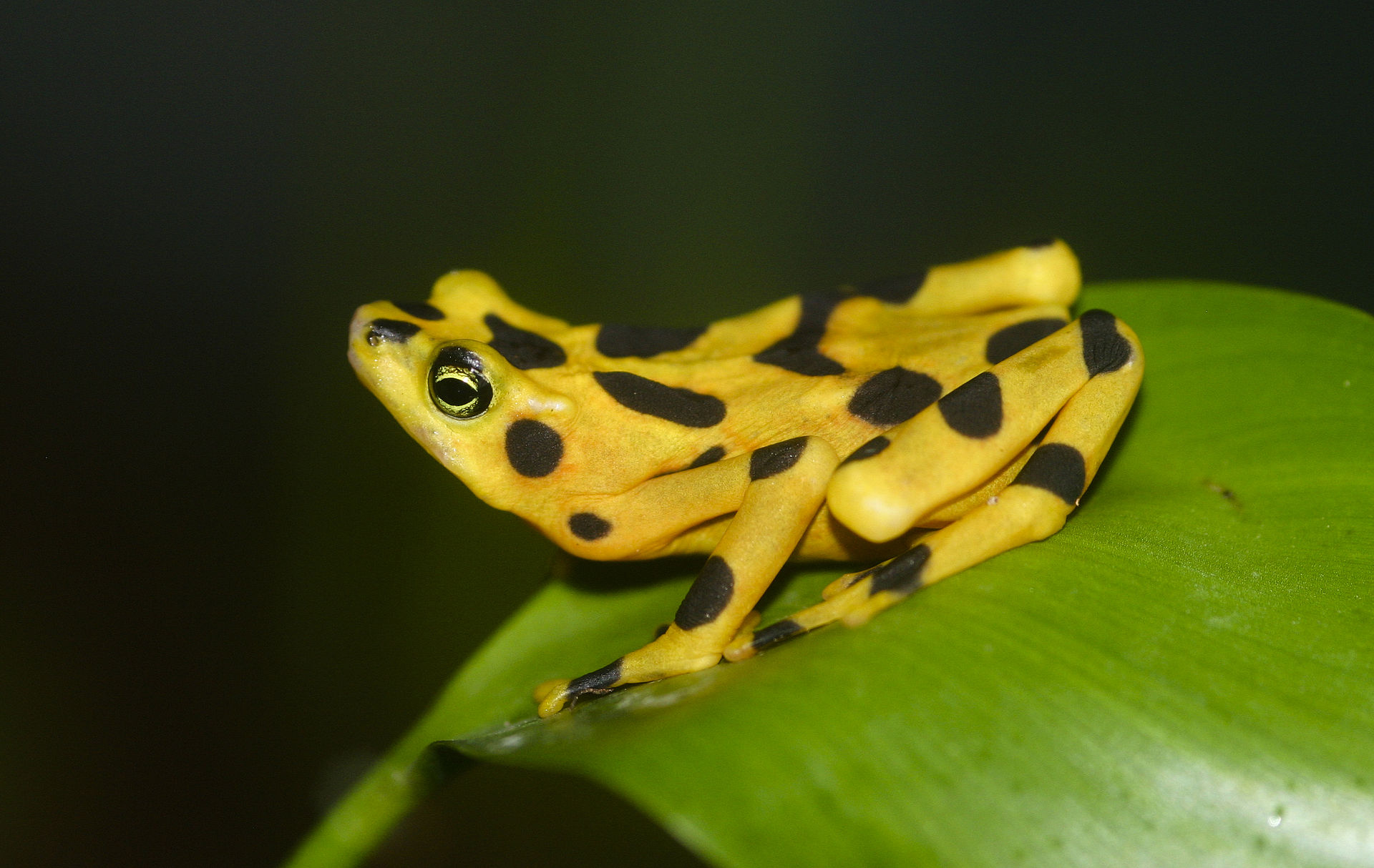 Industrial civilization forcing 41% of amphibians, 26% of mammals to extinction