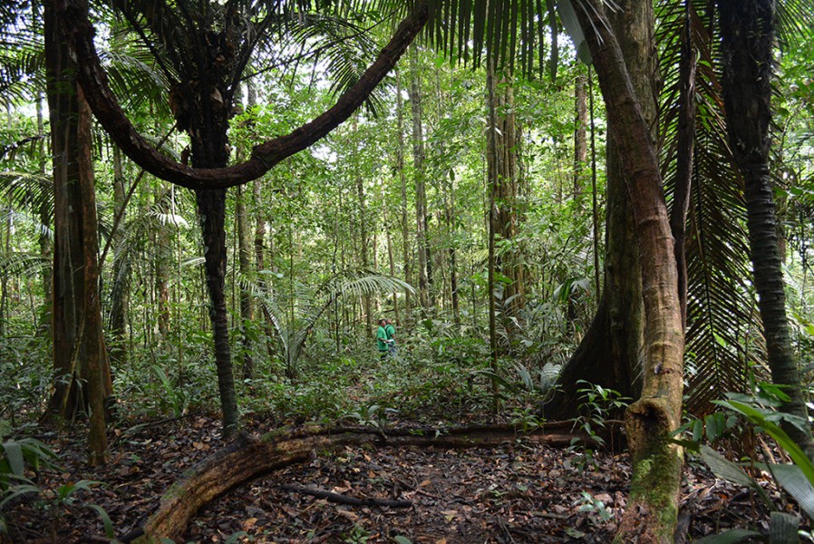Suriname rainforest. Photo courtesy of the Amazon Conservation Team.