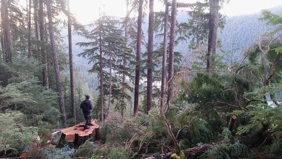 Logging the Walbran Valley: An Open Letter to Teal Jones