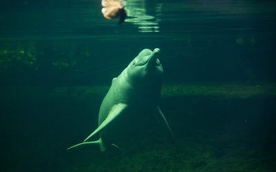 New Hydroelectric Dams Endanger Amazonian River Dolphins