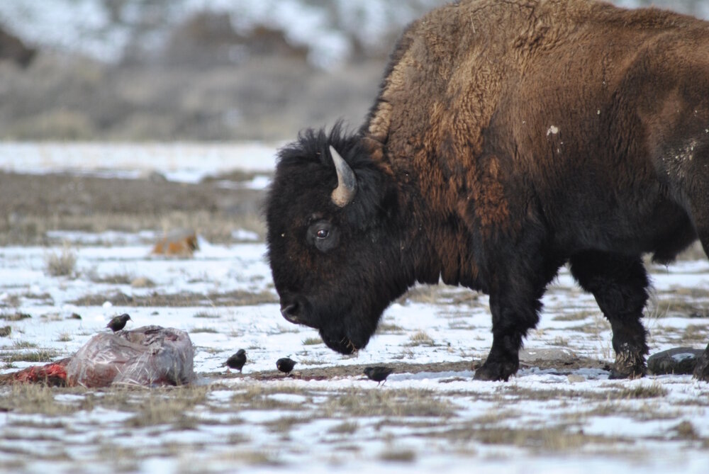 A bull bison approaches a relative's remains, near Beattie Gulch, in the Gardiner Basin. Buffalo have intense family ties and deeply mourn the loss of those whom they love. Photo by Stephany Seay, Buffalo Field Campaign.