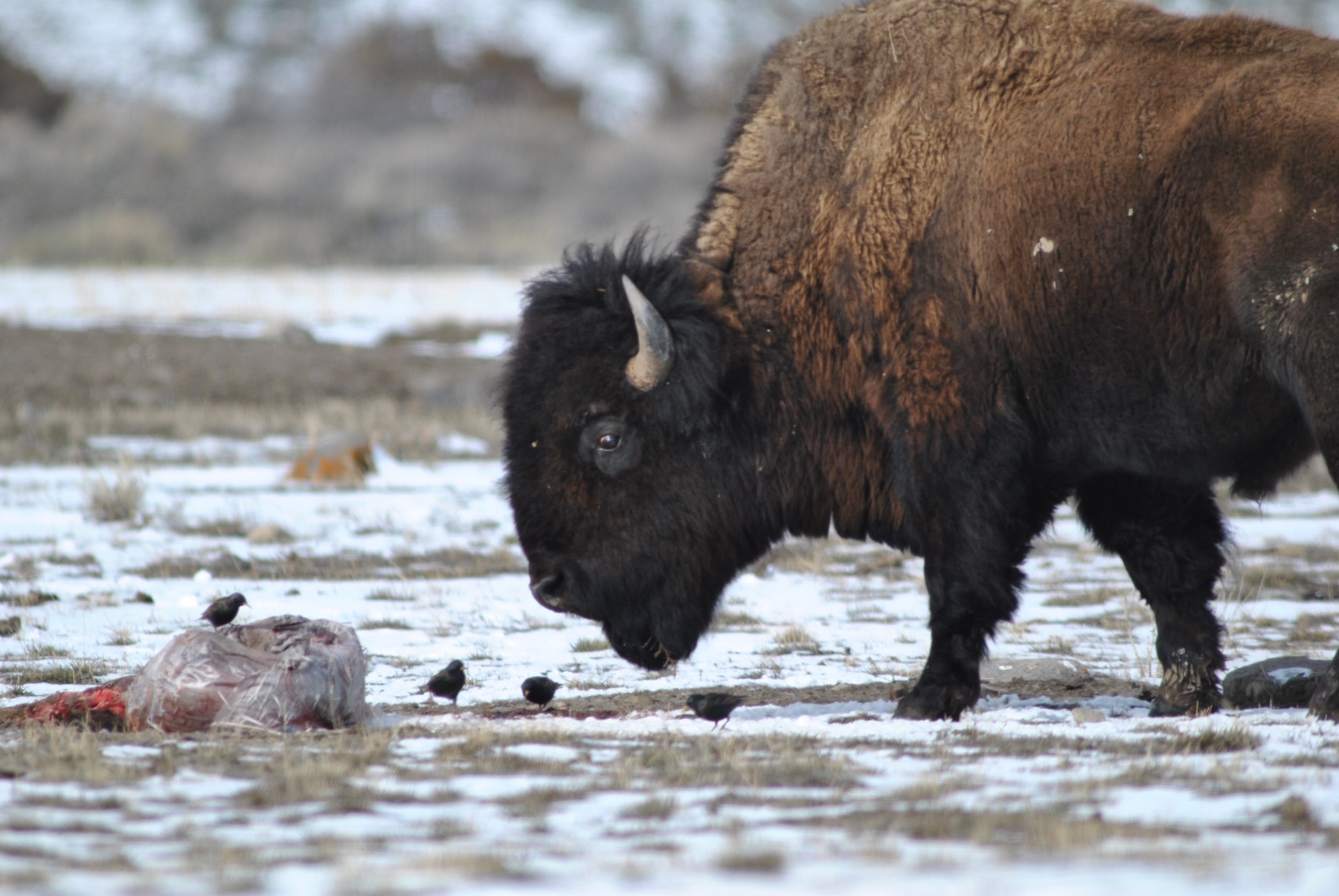 Buffalo: Resistance Radio with George Wuerthner