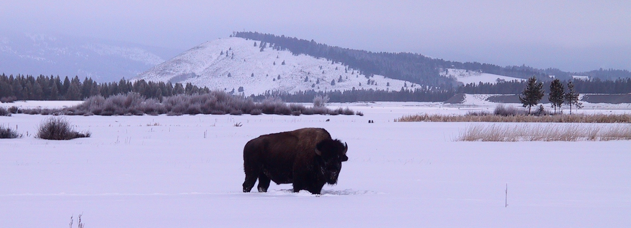 Buffalo Field Campaign: Victory as Wild Buffalo Gain Horse Butte Year Round