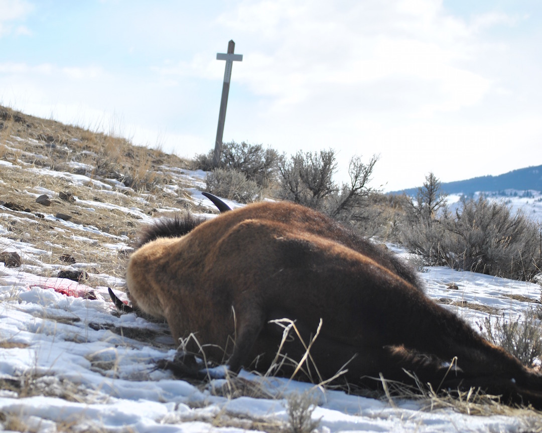 U.S. Fish & Wildlife Service Denies Endangered Species Act Protection to Yellowstone Bison