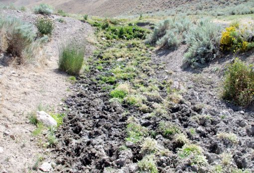 Cattle trampling dries out and destroys sage-grouse brood habitats.