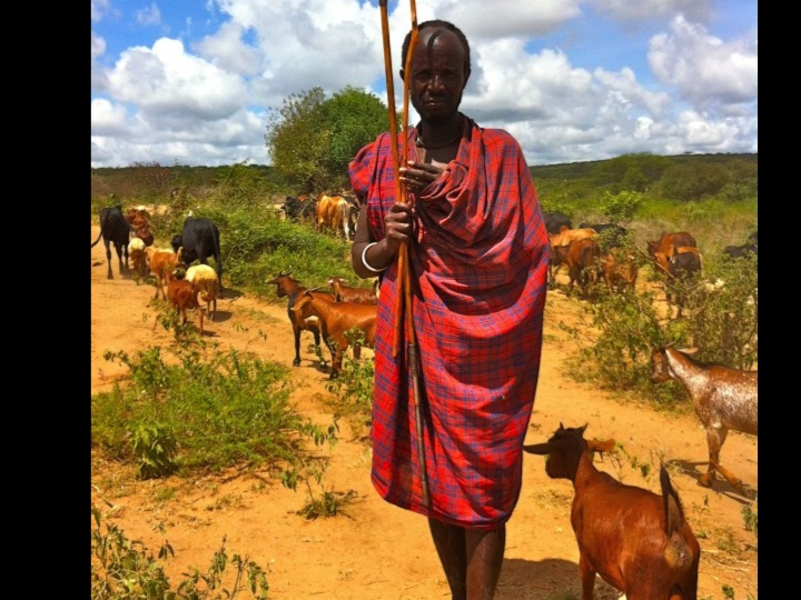 Barabaig and Masai Gain Cattle Grazing Access in Tanzania