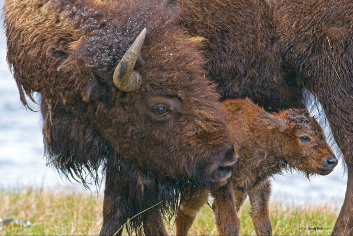 Help Stop Yellowstone Bison Slaughter