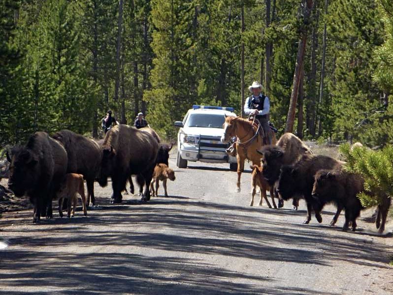 Bison Abuse in the Hebgen Basin