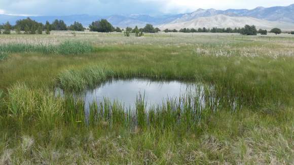 The Swamp Cedars and the Nevada Water Grab