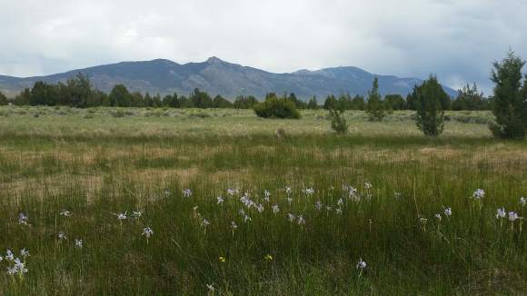 Wild\_Irises\_SpringValley