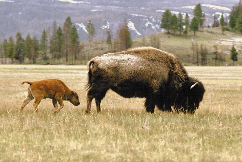 Groups Sue Government Agencies for Yellowstone Bison ESA Protections
