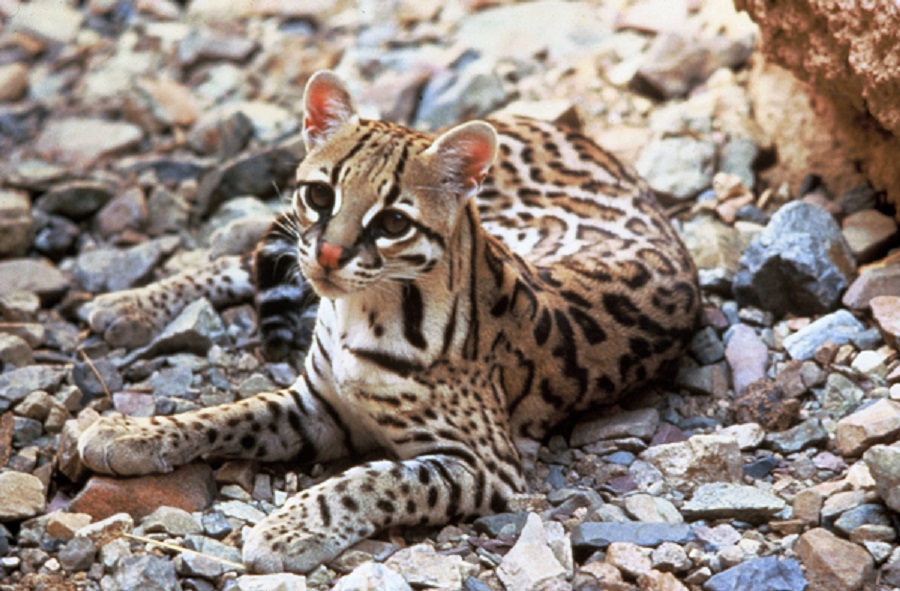 Lawsuit Filed to Protect Endangered Ocelots in Arizona, Texas From Government Killing