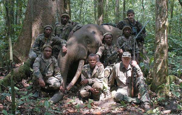 Billionaire’s elephant-hunting safaris implicated in “Pygmy” abuses