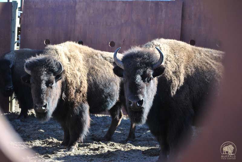 Yellowstone National Park Starts Capturing Wild Bison
