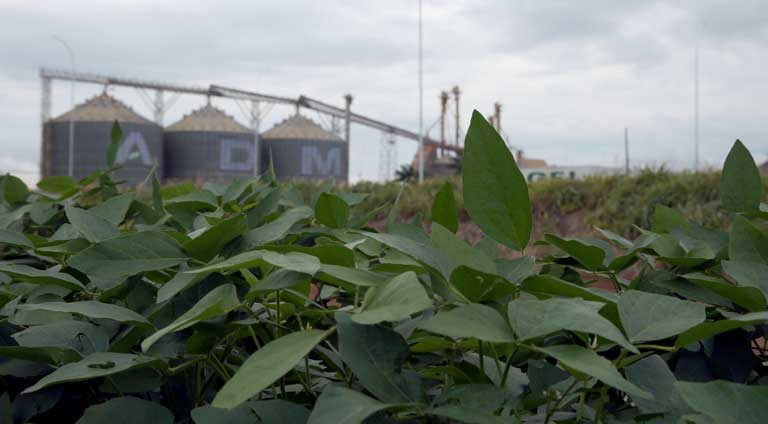 Soy Invasion Poses Imminent Threat to Amazon