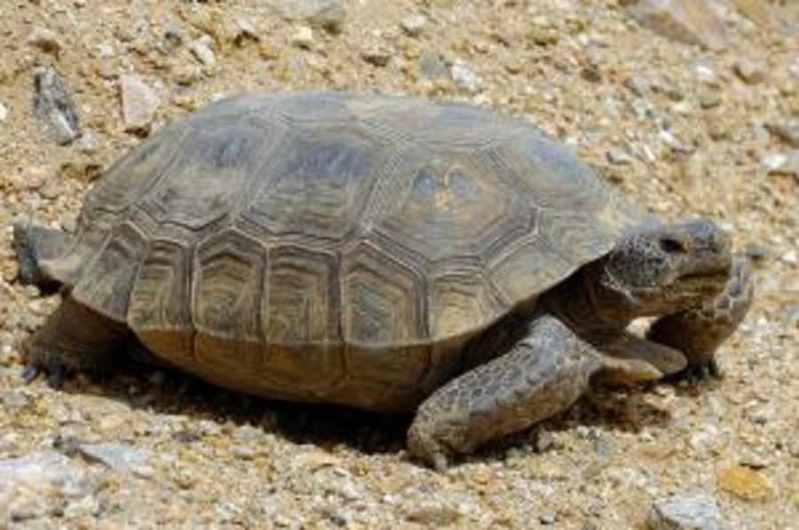 Headlines Should Read, “Marines to Kill Tortoises”