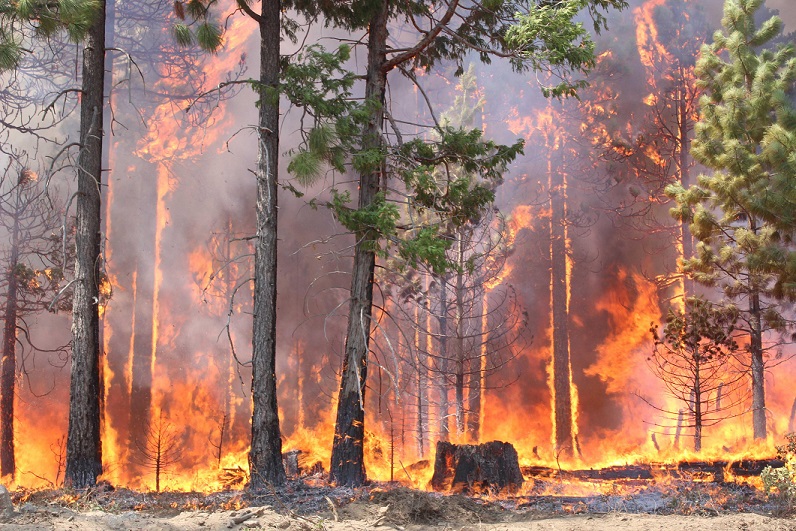 Dominick A. DellaSala: The Importance of Fire in Resilient Ecosystems