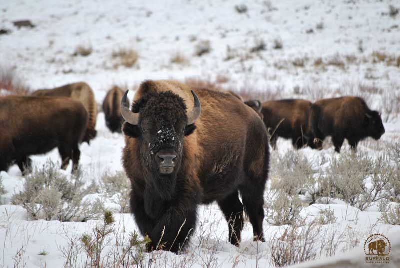 Central Yellowstone Bison Herd in Peril