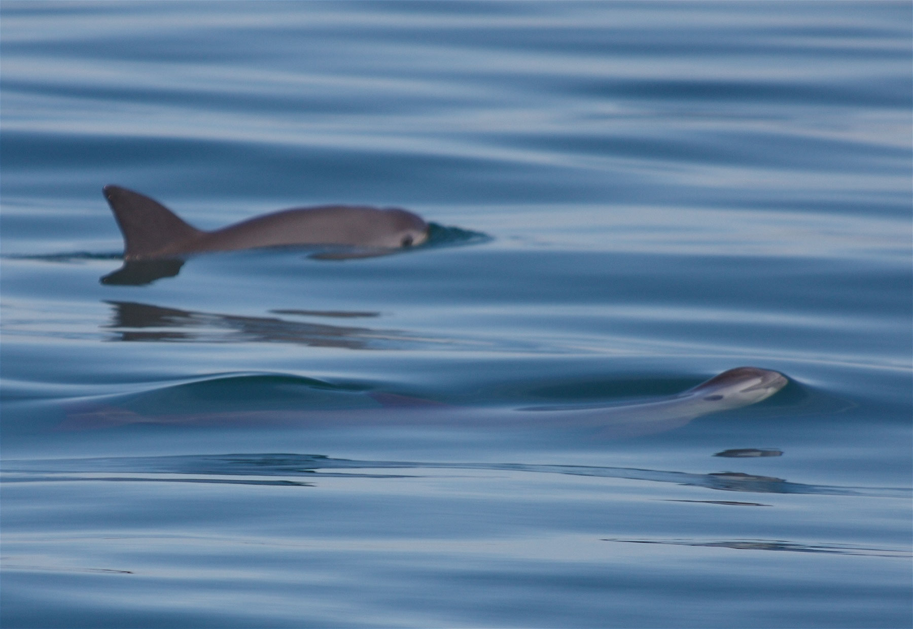 Lawsuit Targets Trump Administration’s Failure to Act to Save Vanishing Porpoises