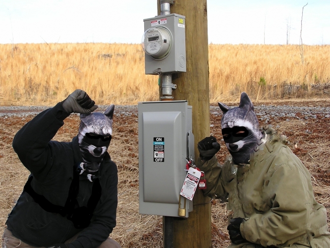 Raccoon Rebellion Strikes Diamond Pipeline on Christmas