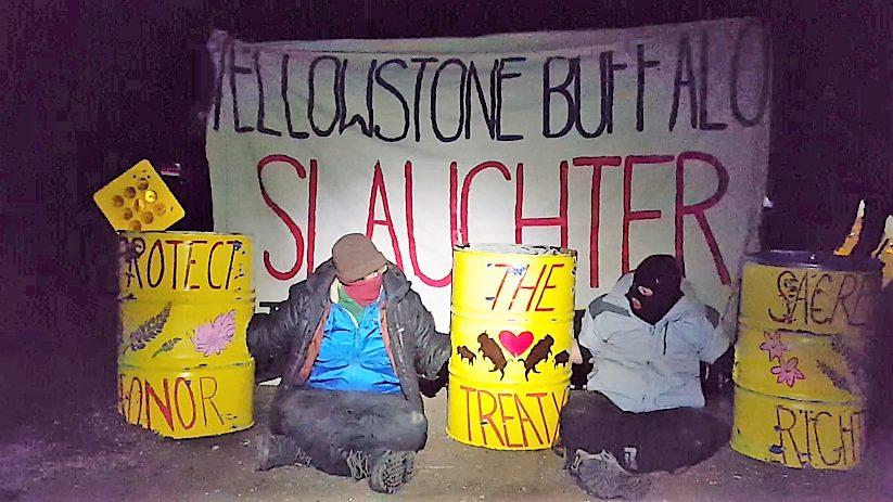 BREAKING: Second Blockade Halts Slaughter of Yellowstone Buffalo