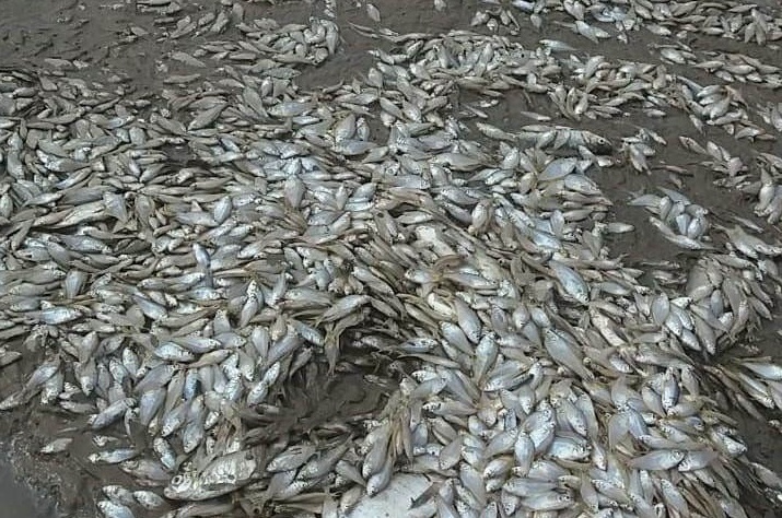 Panama Dam Causes Massive Fish Death