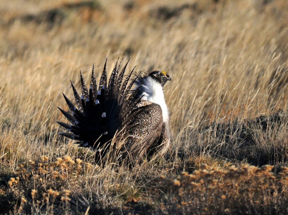 The Sage Grouse Isn’t Just a Bird – It’s a Proxy for Control of Western Lands