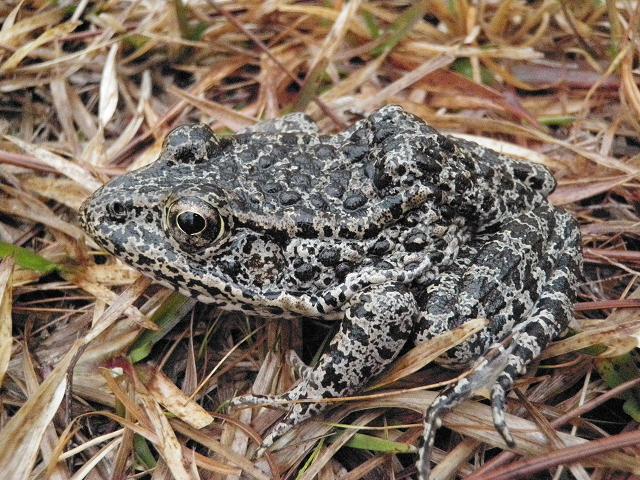 Supreme Court Asked to Protect Habitat for Endangered Frogs