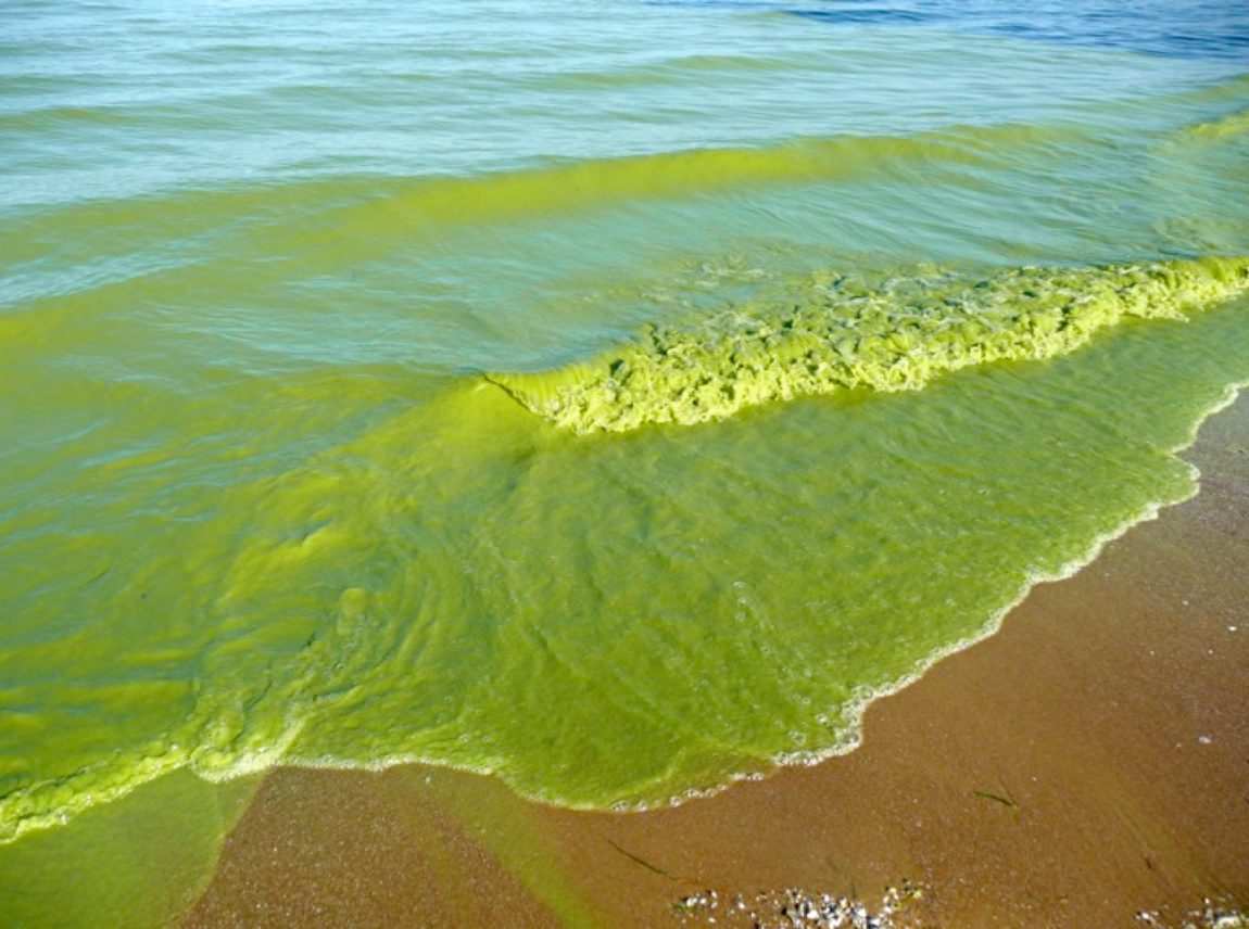 lake erie bill of rights toxic algae bloom