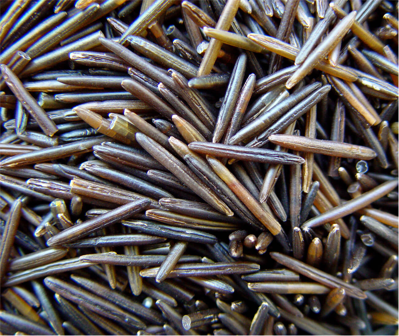Image shows Indigenous Horticulture (Wild Rice)