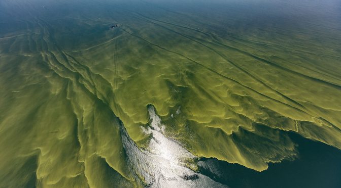 This aerial photograph shows harmful argae blooms in Lake Erie in August of 2017. These are believed to be caused by the effluent runoff from factory farms in the watershed of the lake.