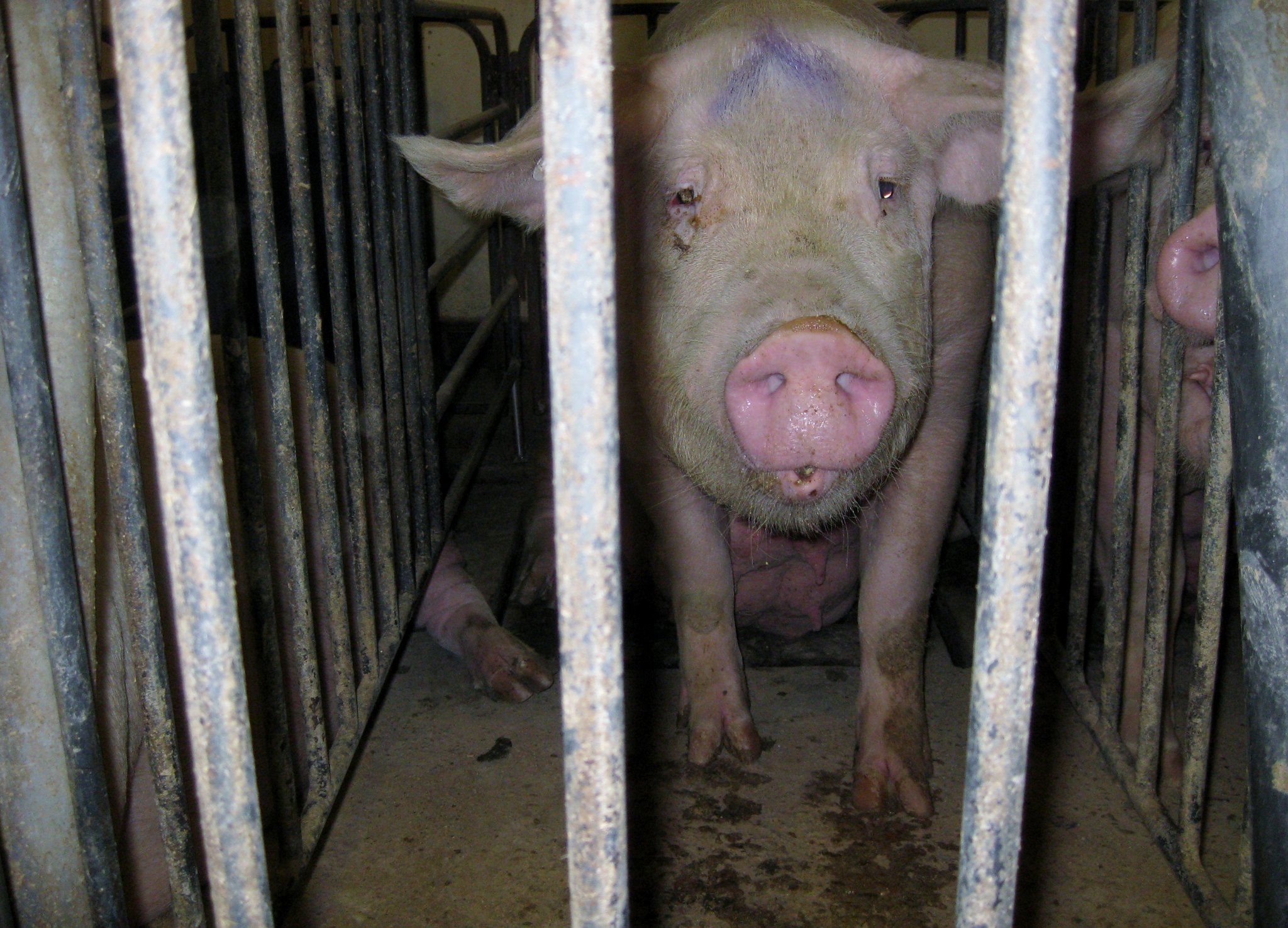 https://creativecommons.org/licenses/by/2.0/ Via Mercy for Animals - hog at factory farming operation
