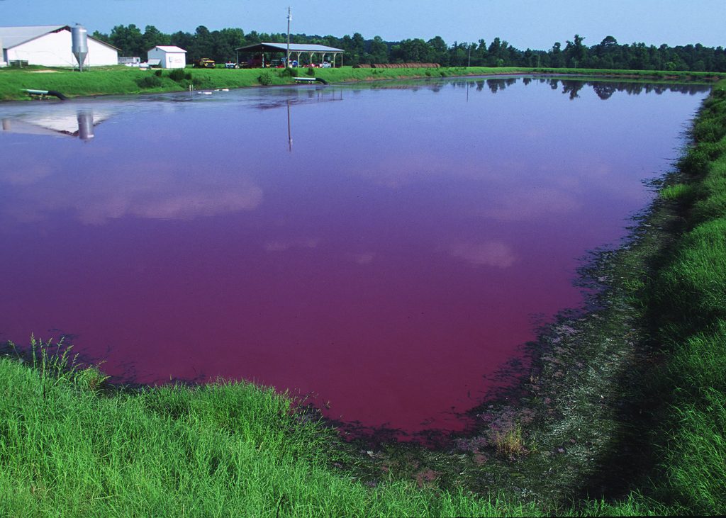 A typical "animal waste lagoon." These containment ponds continuously leach into groundwater, and often overflow. Public domain photo by NRCS.
