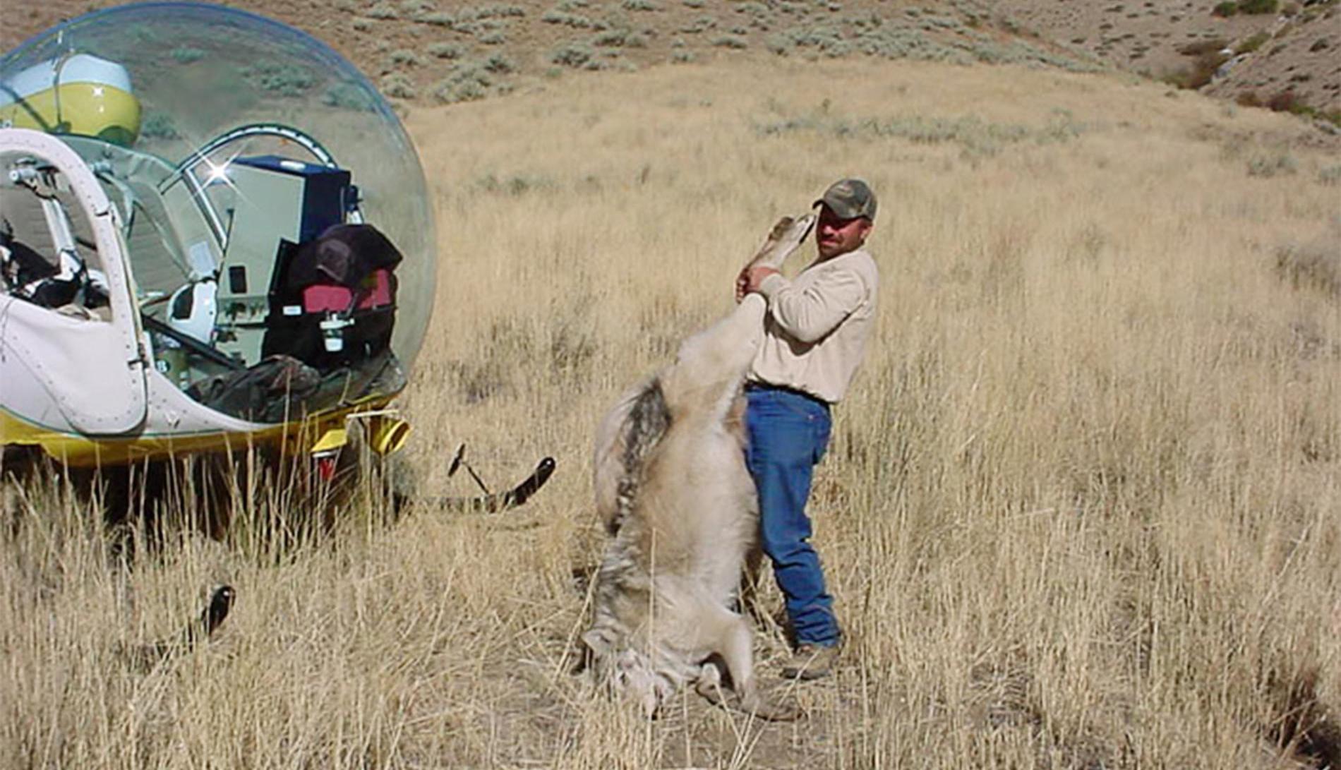 Wildlife Slaughter: Public Tax Dollars At Work